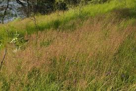 Image result for Capillipedium