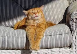 1 day ago · international cat day is observed on august 8 every year. February 17 International Cat S Day Random Times