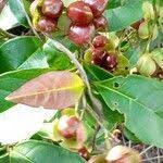 Image result for Tetracera alnifolia