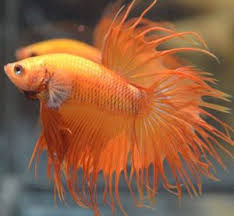 A nippyfish reader wrote in concerned about some pretty serous color changes. Different Color Variations Of Betta Fish Fish Care