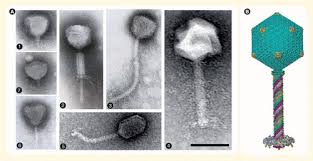 The two light chains are identical to each other and the two heavy chains are identical. Bacteriophages Of Pseudomonas Future Microbiology