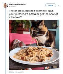 Cats can eat pasta, spaghetti, and noodles as a treat and not a part of their diet. The Ultimate Dilemma Take A Pic Of The Cat Eating Your Food Or Shooing The Cat I Can Has Cheezburger