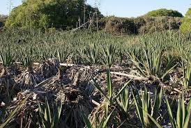 Image result for Sclerodactylon macrostachyum