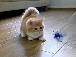 Take One Fluffy Kitten A Cat Toy And Voila Instant Cuteness And You Ve Met Your Quota For Minute By Minute Adorablen Kittens Cutest Fluffy Kittens Cute Cats