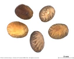 Image result for Jasminum dichotomum