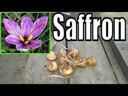 Pin By Carmen Hamberger On Indoor Vegetable Gardening Growing Saffron Indoor Vegetable Gardening Garden Yard Ideas