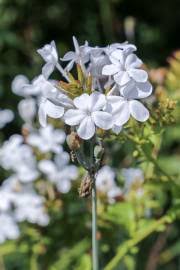 Image result for Phragmanthera dschallensis