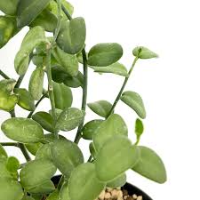 Image result for Xerosicyos