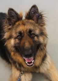 Asheville, nc (ash) athens, ga (ahn). Animals Available For Adoption Brother Wolf Asheville Nc