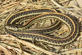They are the single most widely distributed. Plains Gartersnake Thamnophis Radix Amphibians And Reptiles Of South Dakota