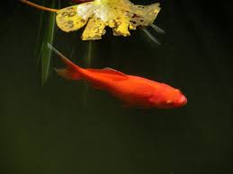 To allow for a balanced feng shui energy flow under the bed keep your fish tank or paintings of water or rivers out of the bedroom if you want to have the best a balanced feng shui fire element in your space will bring a supporting energy in all your career efforts. Feng Shui Aquarium