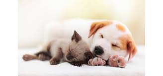 猫和狗的肉球的作用是什么?介绍护理方法和护理用品|How to宠物护理|Petio [Petio]