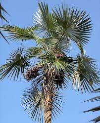 Image result for Coccothrinax argentea