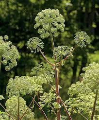 Growing Angelica From Seed How To Sow Care For Harvest Herb Seeds Angelica Herb Angelica
