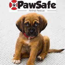 What are some good pet adoption websites? Pawsafe Animal Rescue Home Facebook