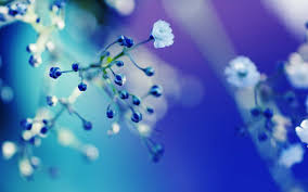Free Download Blue White Flower Close Up Wallpaper Hd High Resolution Backgrounds Hd 1600x1000 For Your Desktop Mobile Tablet Explore 38 Blue Wallpaper With White Flowers Blue Wallpaper With 2256 x 1496 jpeg 330 кб. white flower close up wallpaper hd