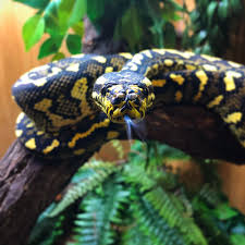 The jungle carpet python (morelia spilota cheynei) is one of the most beautiful snakes in the world. Carpet Python Jensen S Reptiles
