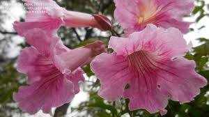 Image result for Podranea brycei