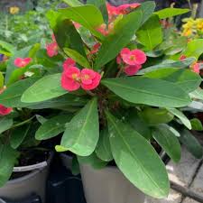 Image result for Euphorbia tholicola