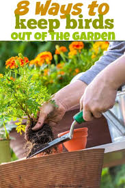 Free shipping on orders over $25 shipped by amazon. 8 Ways To Keep Birds Out Of The Garden Creative Homemaking