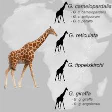 Multi Locus Analyses Reveal Four Giraffe Species Instead Of