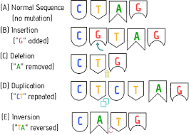 In both humans and cows, this sequence is part of a set of instructions for controlling a bodily function. Ways You Can Protect Your Genes From Mutations With A Healthy Lifestyle Frontiers For Young Minds