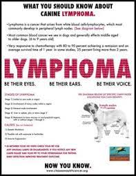 So i can't tell you what i would do, because really my answer is irrelevant at best and confusing at for dogs with lymphoma, chemotherapy has a significant and positive effect on not only how long dogs with lymphoma treated with chemotherapy live longer and live well. 13 Lymphoma In Dogs Ideas Lymphoma In Dogs Lymphoma Dogs