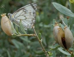 Image result for Montinia