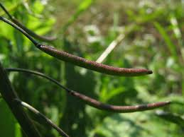 Image result for Nasturtium microphyllum