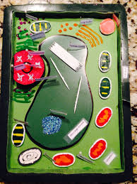 Check spelling or type a new query. Science Project 7th Grade 3 D Plant Cell Model Plant Cell Project Cells Project Cell Model Project