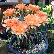 Some only a few centimeters tall after several years of growth, while others are significantly larger, all depending on the to grow your cactus to the fullest size, then you need to wait and wait, but that all depends on the species you own. Pin On Thá»±c Váº­t