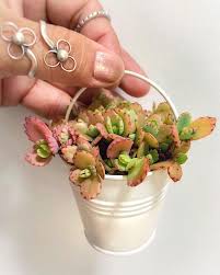 Pin On Kalanchoe