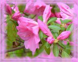 Pink Azalea Flower Essence Nature S Remedies Etsy Flower Essences Azalea Flower Pink Azaleas