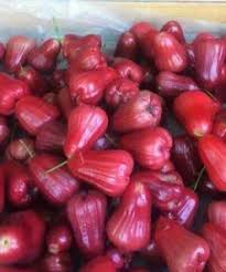 Check spelling or type a new query. Jual Bibit Jambu Air Citra Jumbo Murah Berkualitas Kartani Co Id