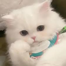 Stream เจ้าหญิง(Princess)