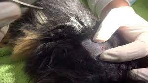'they almost exclusively populate compost bins or sheet mulch. Removing A Fly Cuterebra Larvae From A Dog S Skin Youtube