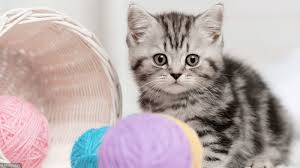 Résultat de recherche d'images pour "chat"