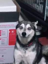 Trying To Hold Back A Cough In Public Video Cute Funny Dogs Cute Animal Memes Cute Hairless Cat