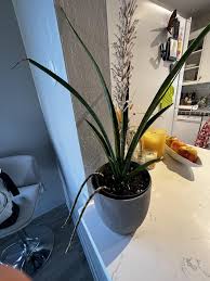 Image result for Sansevieria parva