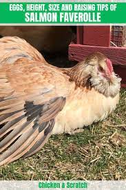 Fluffy to nearly a fault and friendly enough to be left alone with children, the faverolles breed does not need to try hard to win the admiration and affection of the backyard poultry enthusiast. Salmon Faverolle Eggs Height Size And Raising Tips