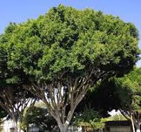 Indian Laurel Fig – Santa Barbara Beautiful
