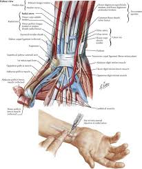Diagram of the human circulatory system (infographic). Arterial Line Anatomy Basicmedical Key