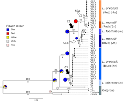 Celebrate and remember the lives we have lost in myrtle beach, south carolina. Molecular Approaches Reveal Speciation Between Red And Blue Flowered Plants In The Mediterranean Lysimachia Arvensis And Lysimachia Monelli Primulaceae Biorxiv