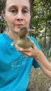 Sharing this because I keep seeing posts about possible wry neck and/or  stargazing in multiple different duck groups. This was a traumatic  experience that turned out to be ok because the duckling ...