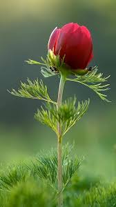 Kartinki Po Zaprosu Blessed Sunday Good Morning Beautiful Flowers Amazing Flowers Plants