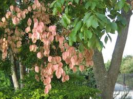 Maybe you would like to learn more about one of these? The Chinese Flame Tree Hgtv