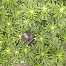 Profile for Soggy Wonka Custom Baits