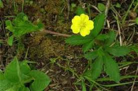Image result for Potentilla simplex
