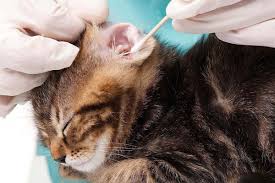 Neosporin, which is more generically labeled 'antibiotic ointment,' prevents infection in wounds and causes wounds to heal more quickly by keeping them free from bacterial infection. Is Neosporin Safe For My Cat Wound Traveling With Your Cat