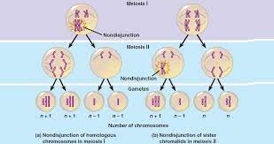 Nondisjunction Meiosis I Homologs May Travel Together To Same Pole Become Part Of Same Gamete At Fertiliza Meiosis Cell Division School Organization Notes